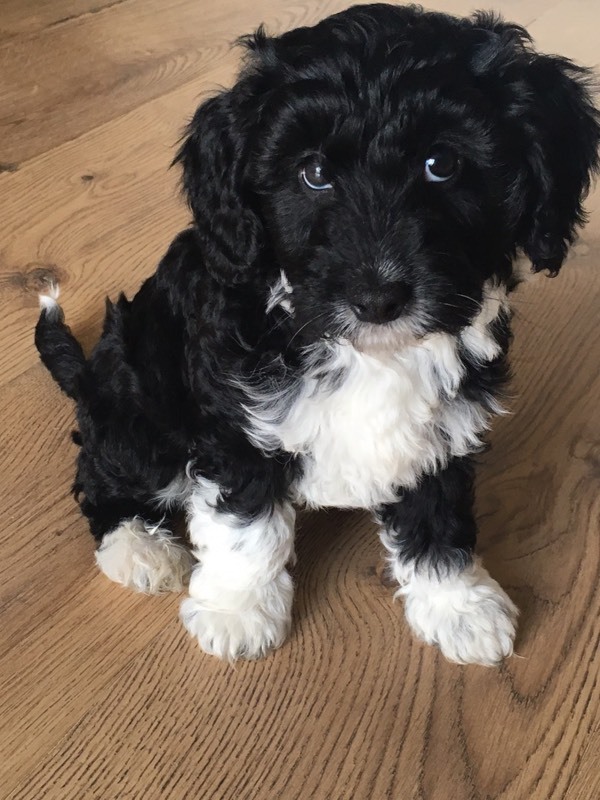 Stunning rare cockapoo X Chinese crested powderpuff puppies in