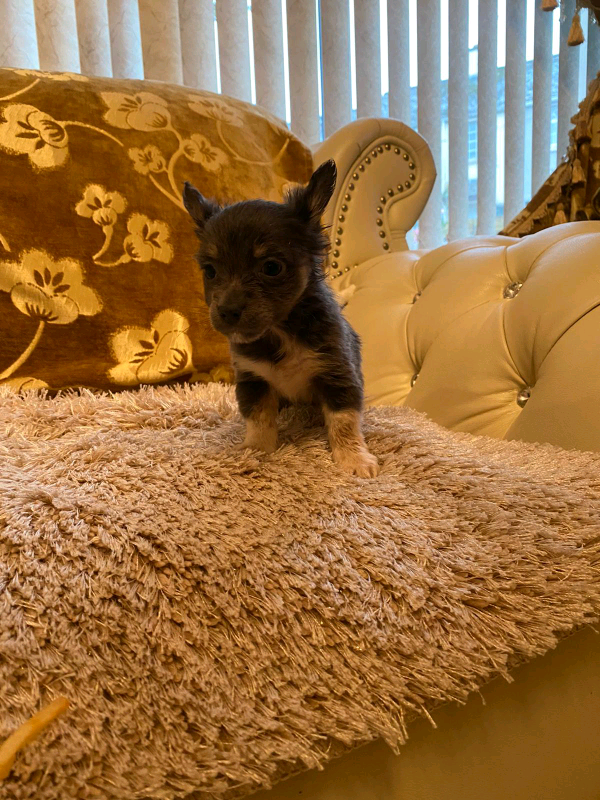 Tea cup chihuahua puppies in Barking, London Gumtree