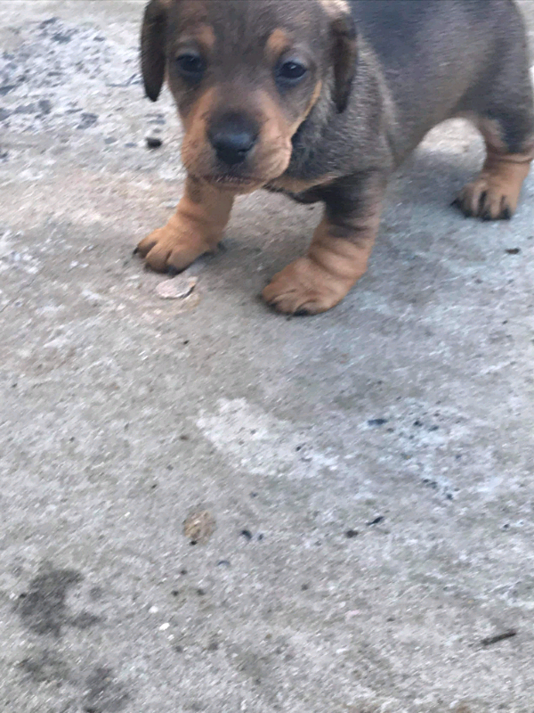 Dachshund ( sausage dog ) in Llanelli, Carmarthenshire Gumtree