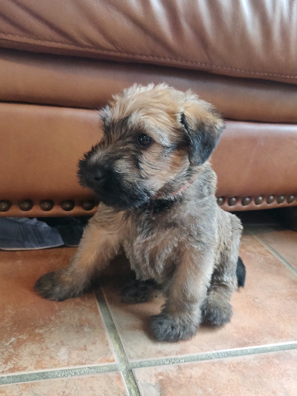 Soft Coated Irish Wheaten Terrier Puppies In Cookstown County