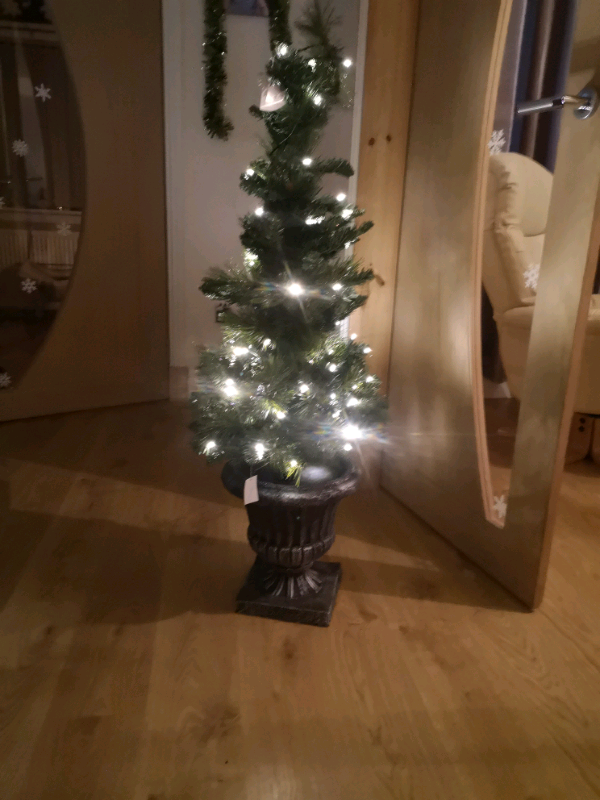Christmas Potted Trees In Falkirk Gumtree