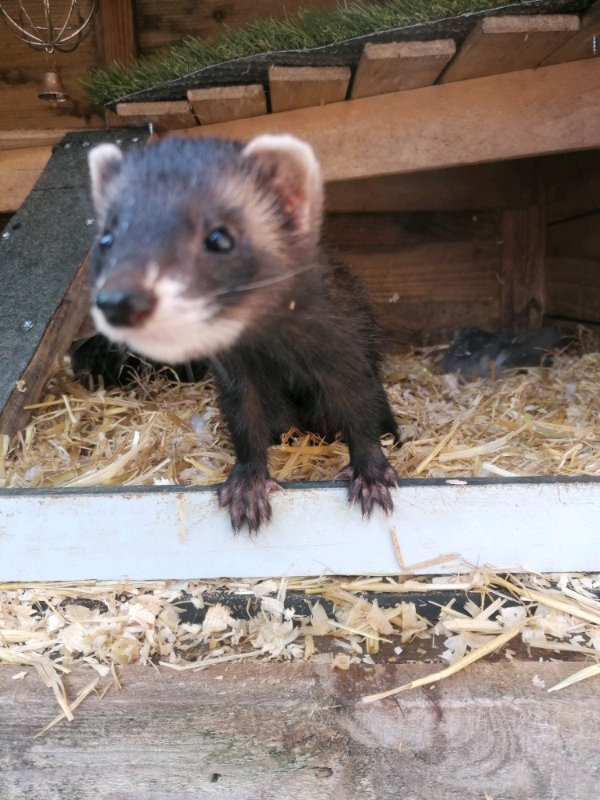 Baby ferrets / polecats | in Okehampton, Devon | Gumtree