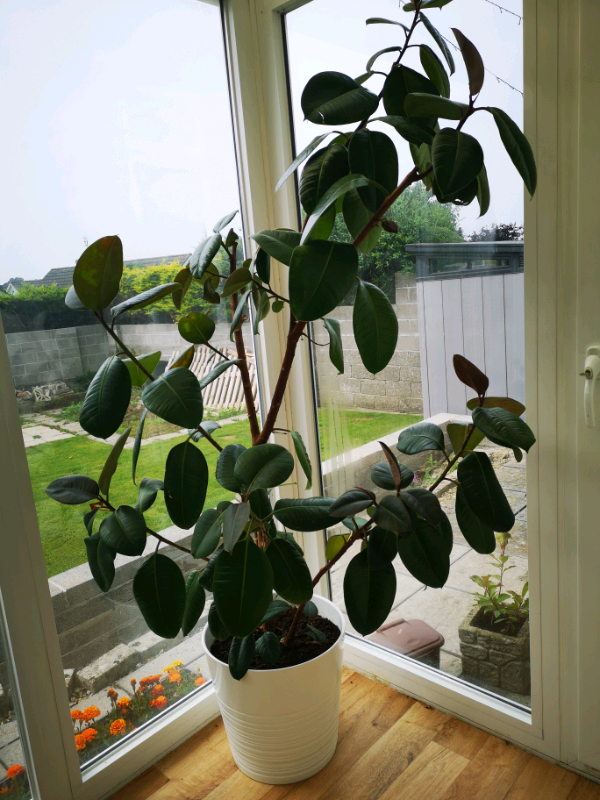 Large indoor plant & pot in Porthcawl, Bridgend Gumtree