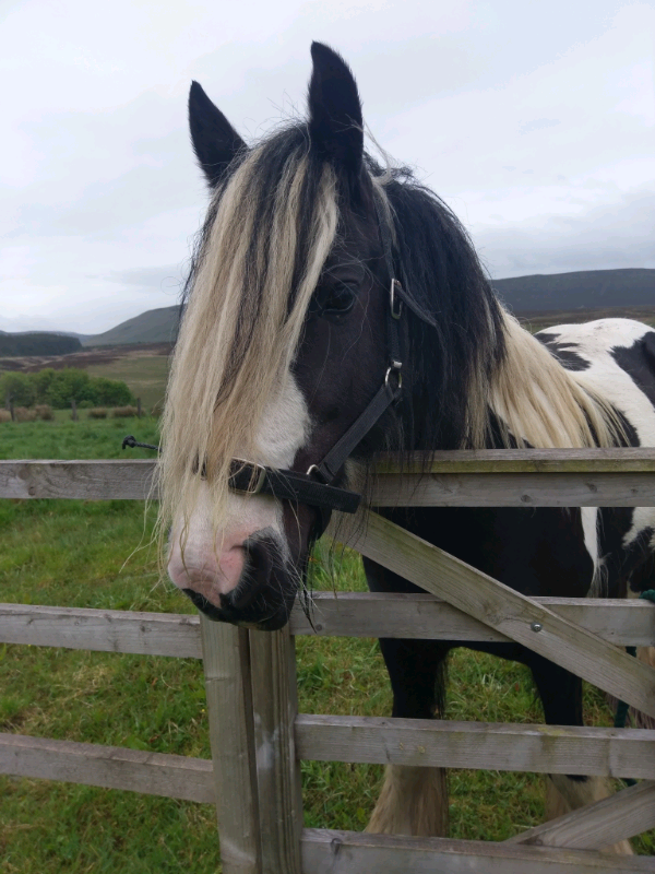 Lovely horse for full loan or lwvtb in Kirknewton, West Lothian Gumtree