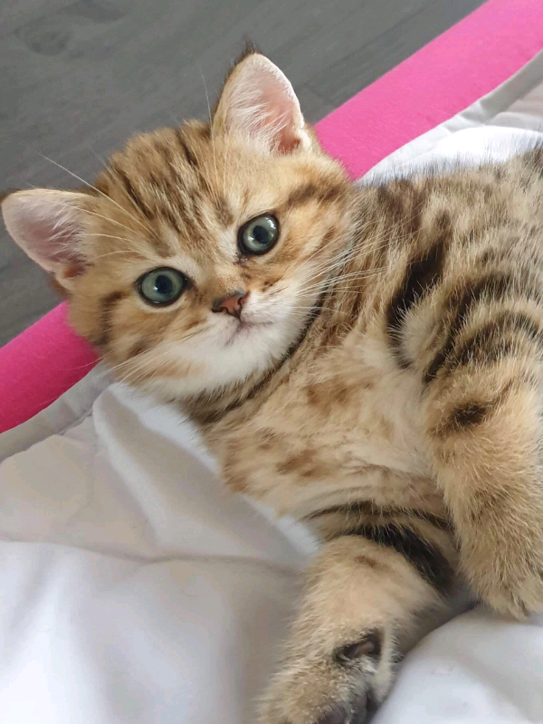 British Shorthair Amazing Kittens In Hendon London Gumtree