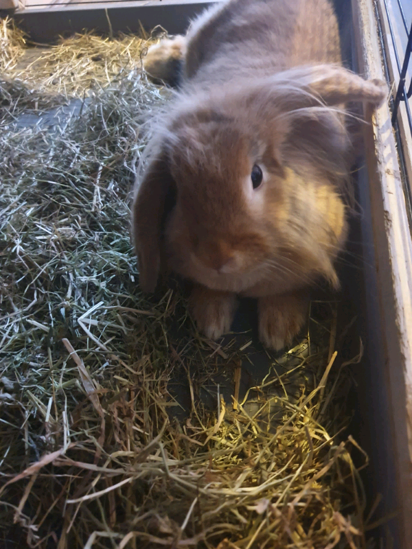 Bunny for sell in Heathrow, London Gumtree