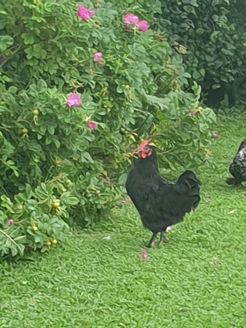Hen Family For Sale In Coldstream Scottish Borders Gumtree