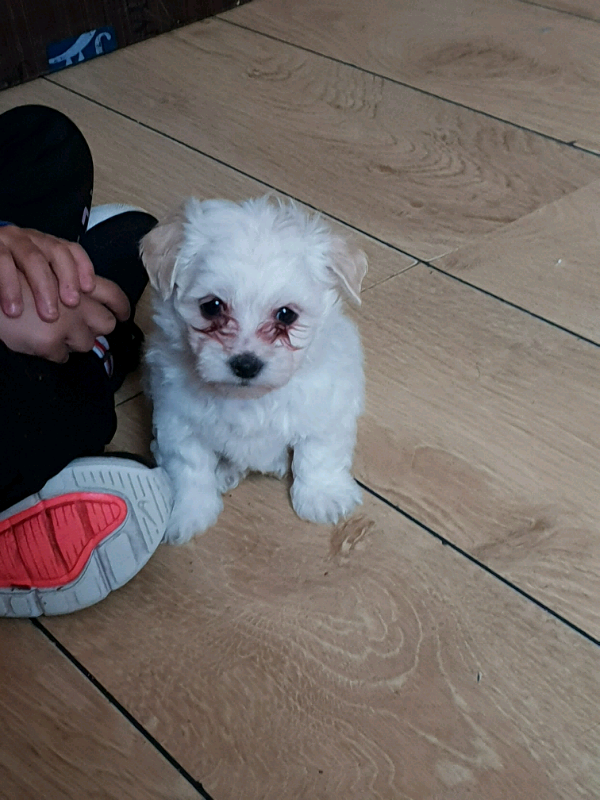Puppys for sale in Sheffield, South Yorkshire Gumtree