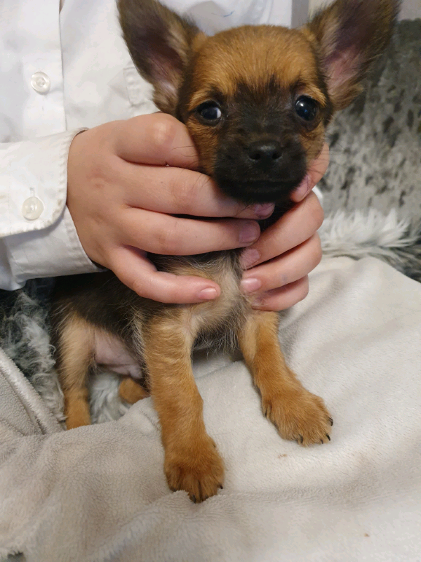 Male Long Haired Chihuahua Puppy In Ipswich Suffolk Gumtree