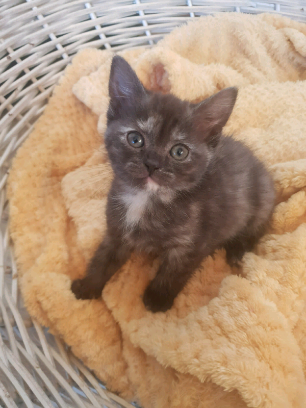Scottish kittens for sale in Fraserburgh, Aberdeenshire Gumtree