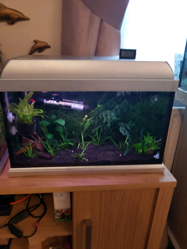 Fully equipped fish/shrimp tank in Morden, London Gumtree