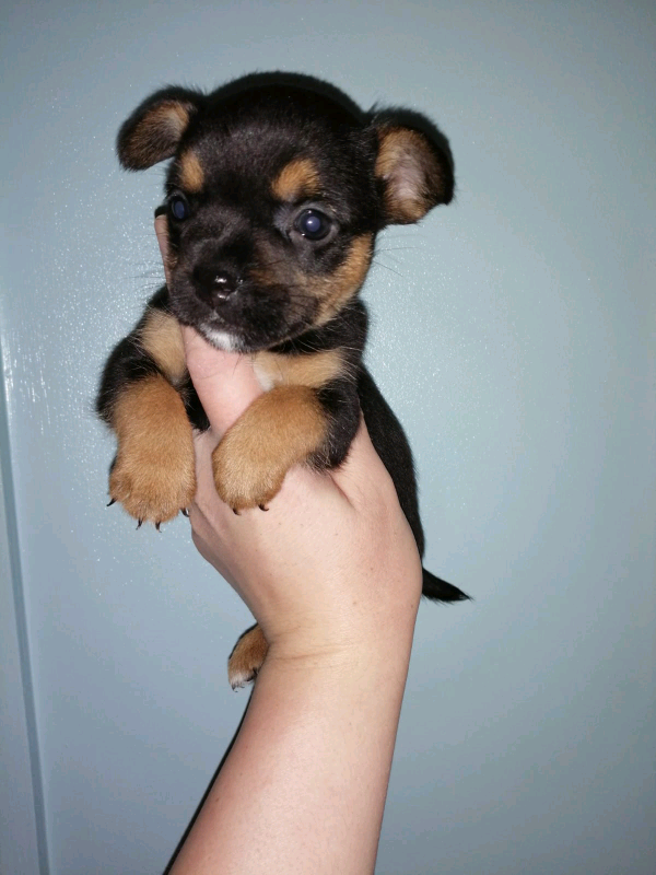 Yorkshire Terrier x French Bulldog Puppys (Forkies) in Neath, Neath