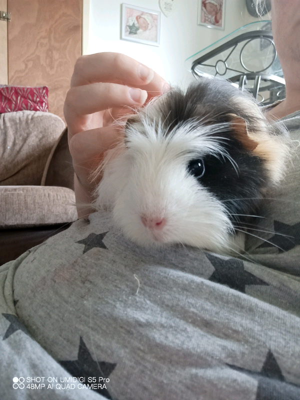 Long haired guinea pigs in North Shields, Tyne and Wear Gumtree