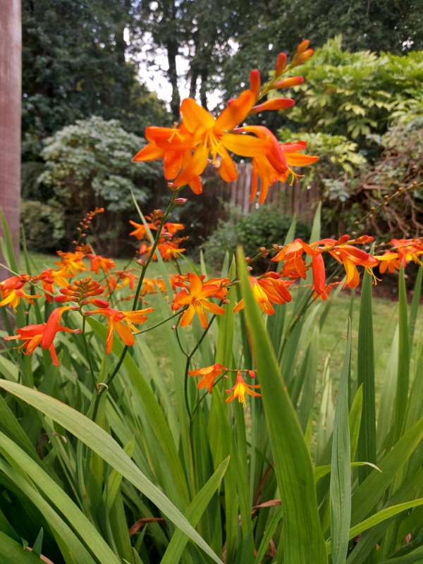 CROCOSMIA 'Sunglow' (Montbretia) Hardy Perennial Plants in Pot in