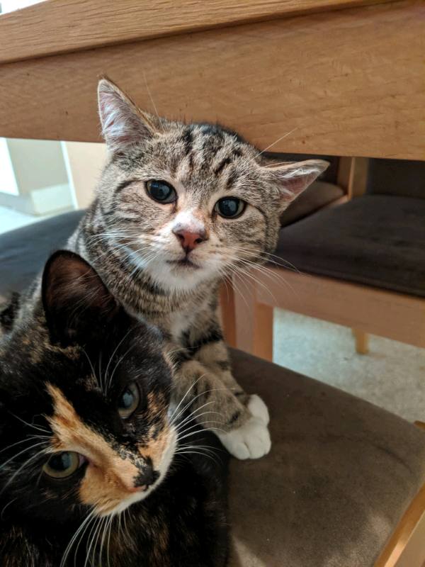 Kittens in Cambridge, Cambridgeshire Gumtree