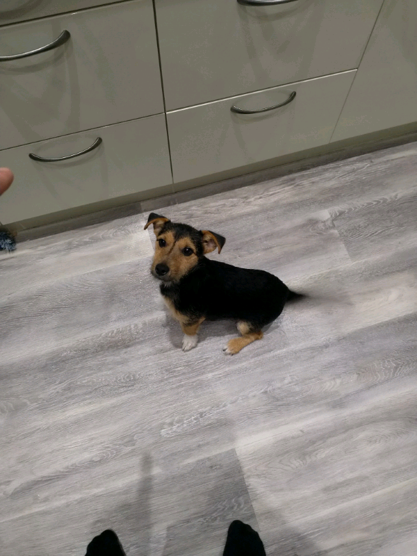 Jack Russell In Ammanford Carmarthenshire Gumtree