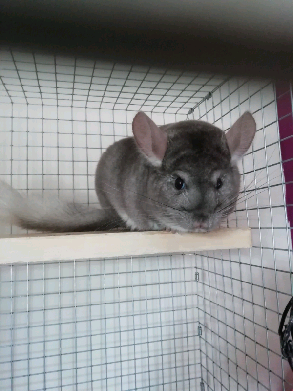 Download Are Chinchillas Good Pets For 8 Year Olds Photography