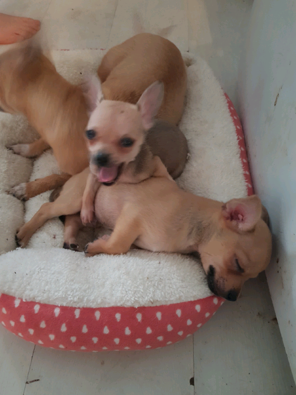 4 male Chihuahua puppies for sale in Walthamstow, London
