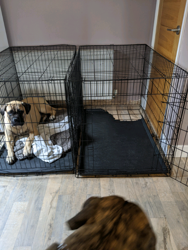 XXL dog crate in Norwich, Norfolk Gumtree