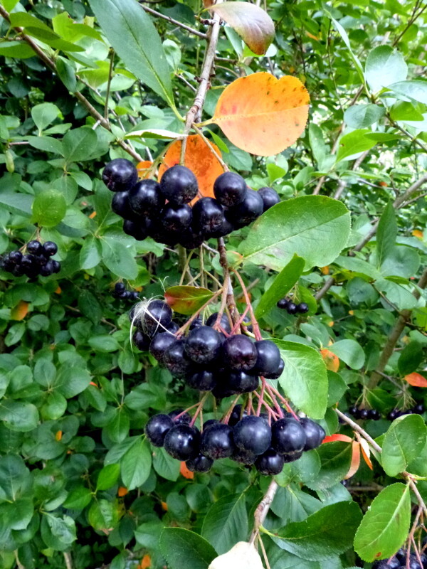 Black Chokeberry (Aronia melanocarpa), 30 seeds
