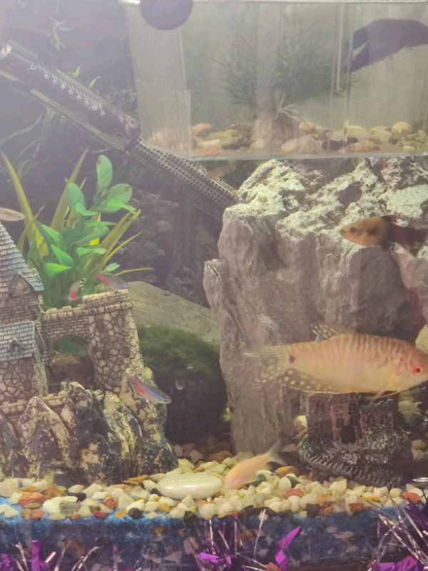 Full Tropical Fish Tank Setup in Swindon, Wiltshire Gumtree