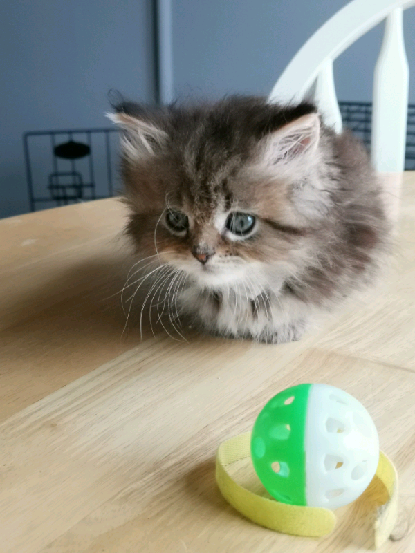 Maine Coon X Persian