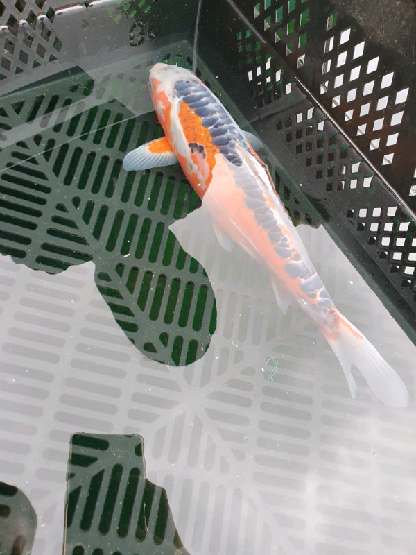 Koi fish in StokeonTrent, Staffordshire Gumtree