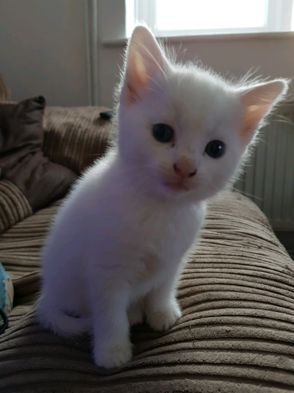 3 beautiful kittens looking for a new home in Norwich, Norfolk Gumtree