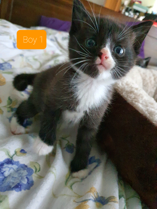 Kittens in Warmley, Bristol Gumtree
