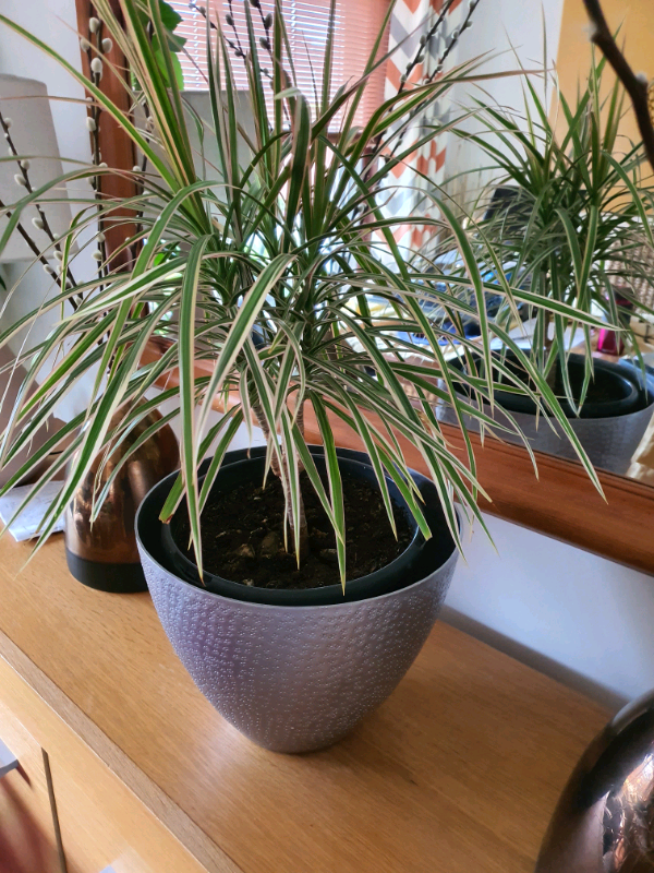 PLANT FOR SALE in Kirkcaldy, Fife Gumtree
