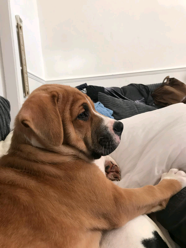 Shiba inu cross staff in Bury, Manchester Gumtree