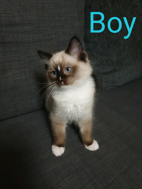 Ragdoll Kittens For Sale !! in Maryhill, Glasgow Gumtree