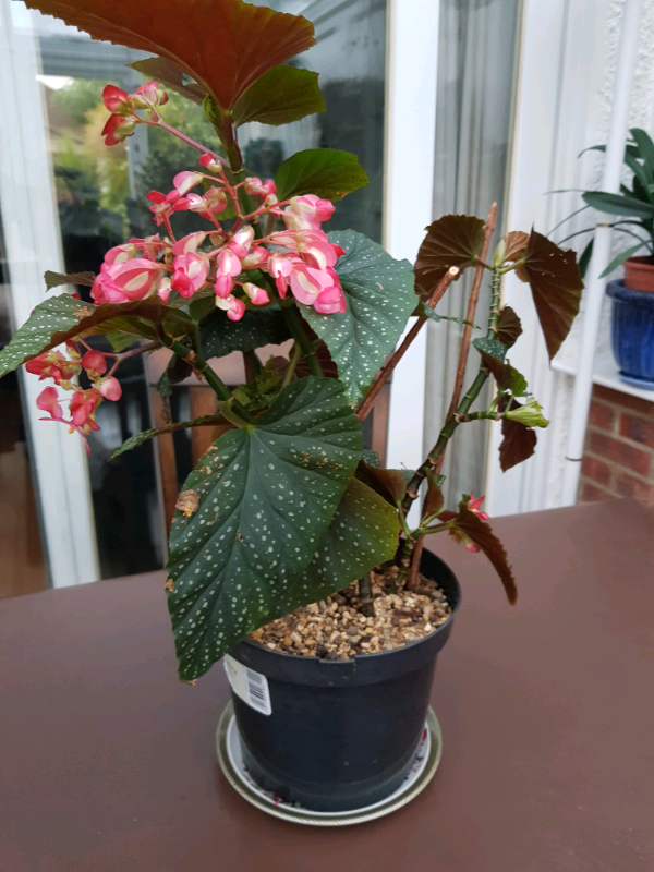 Begonia Indoor Plant in Ruislip, London Gumtree
