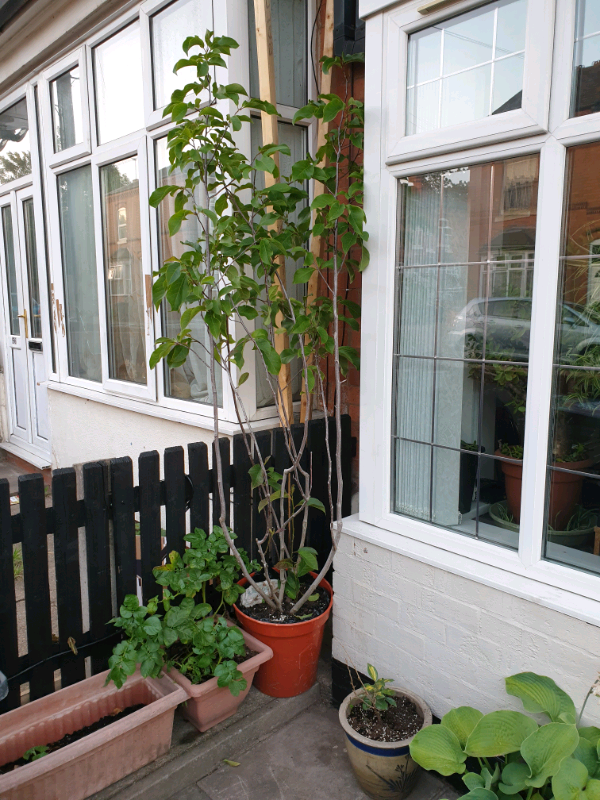 LOVELY POTTED FLOWERING TREE in Handsworth, West Midlands Gumtree