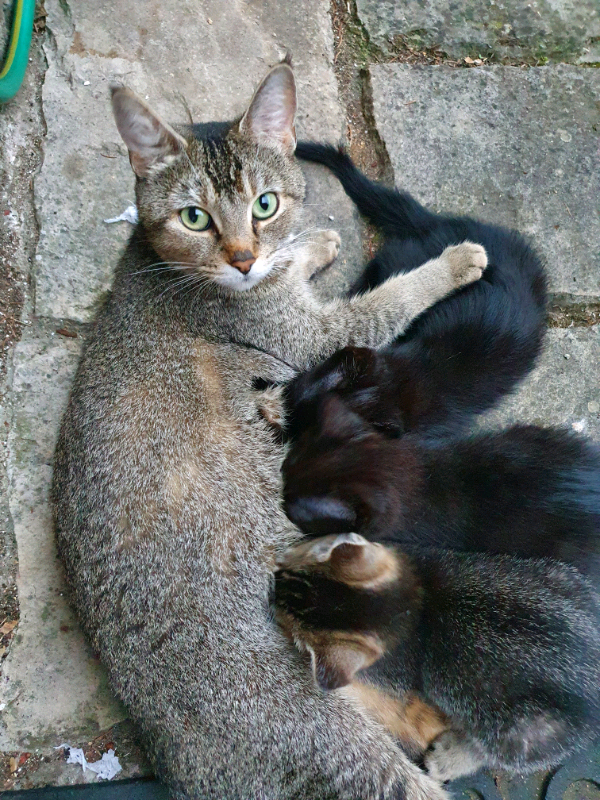 3 Beautiful cross kittens for sale!!! in Bracknell, Berkshire Gumtree