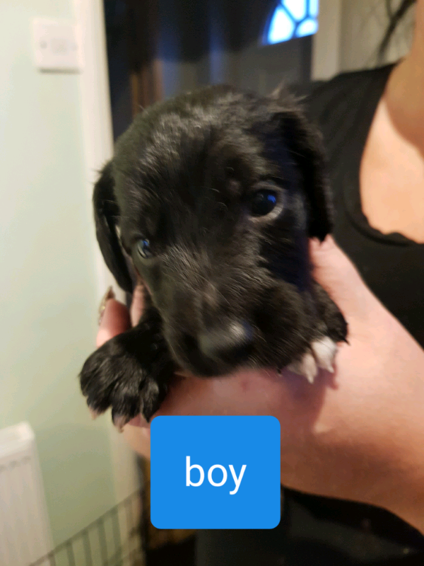 Cocker spaniel x bedlington whippet in Rotherham, South Yorkshire