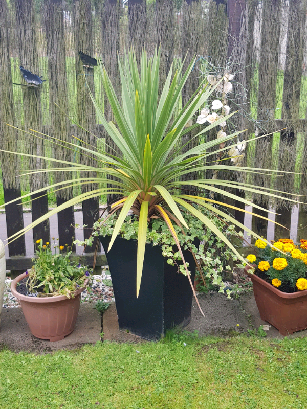 Cordaline Plant in Motherwell, North Lanarkshire Gumtree