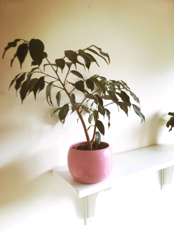 Benjamin plant in Tranent, East Lothian Gumtree