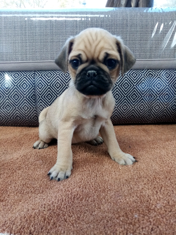 Pug puppy in Moodiesburn, Glasgow Gumtree