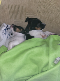 Jack russell puppies 