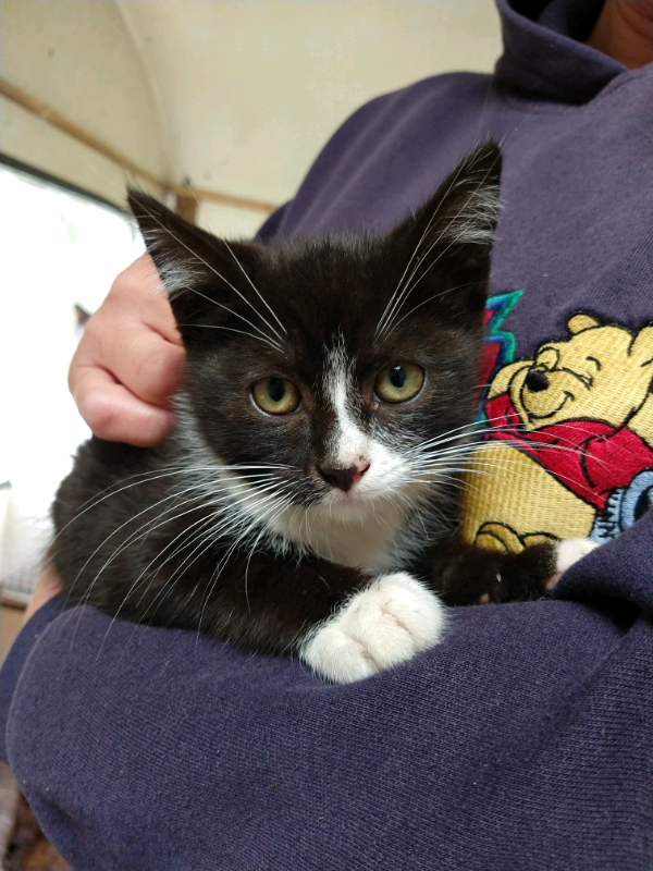 Farm Kittens in Inverurie, Aberdeenshire Gumtree