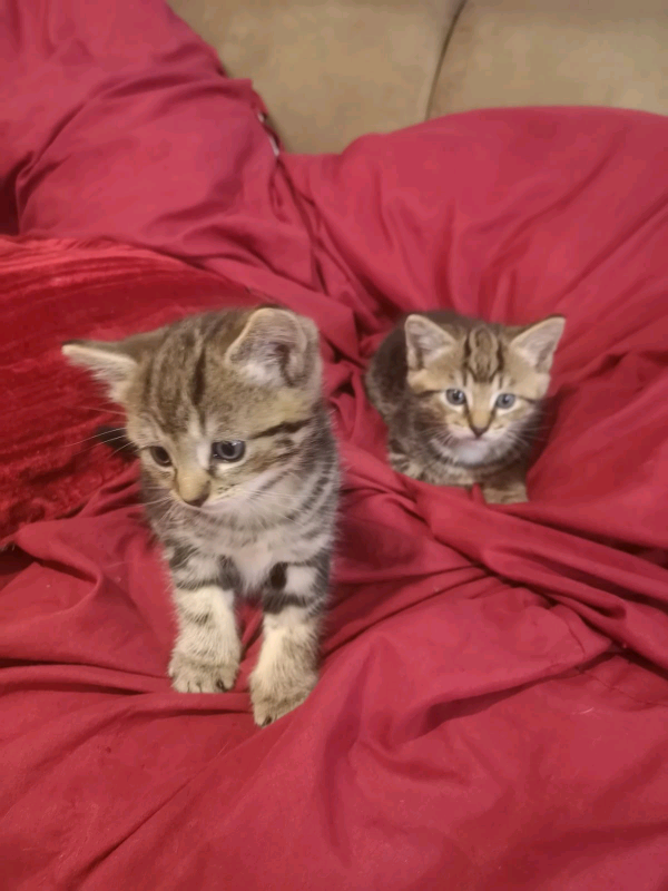 Kittens for sale in Llandysul, Ceredigion Gumtree