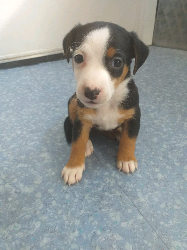 Jack Russell Puppies In Sheffield South Yorkshire Gumtree