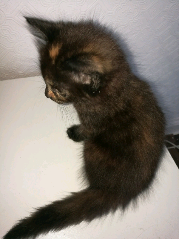 Kitten For Sale In Slough Berkshire Gumtree