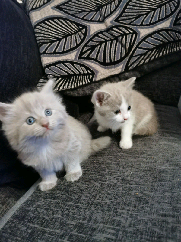 Grey female kittens (fluffy one sold) | in Bournemouth, Dorset | Gumtree