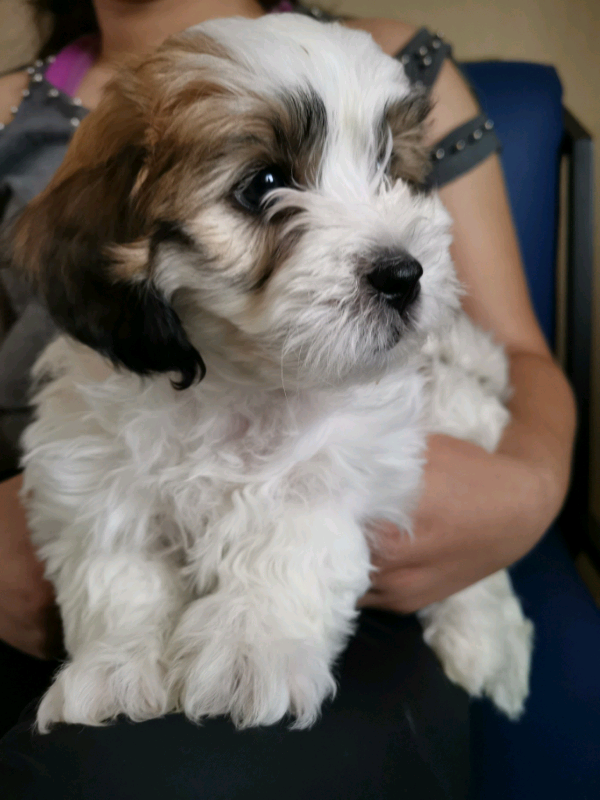 puppies for sale in Hereford, Herefordshire Gumtree