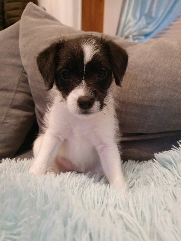 Miniature Jack Russell X Shih Tzu Puppies In Hull East Yorkshire