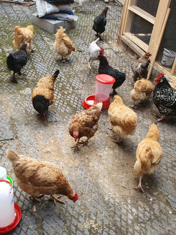 Chickens for sale in Widnes, Cheshire Gumtree