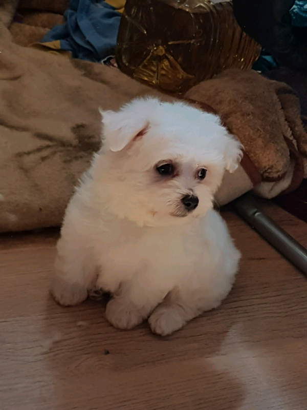 Maltese puppies for sale in Wivenhoe, Essex Gumtree