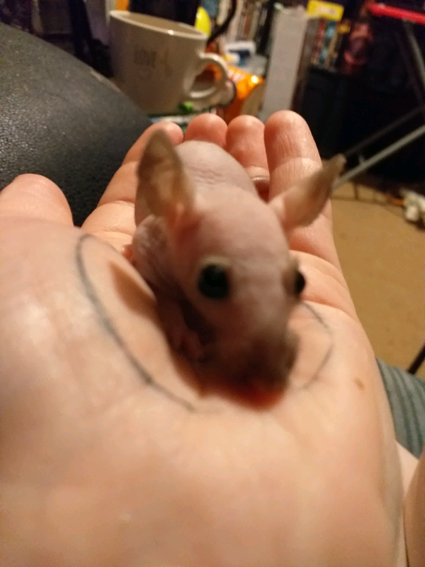 Baby double rex/ completely bold rats for sale in Lawrence Weston